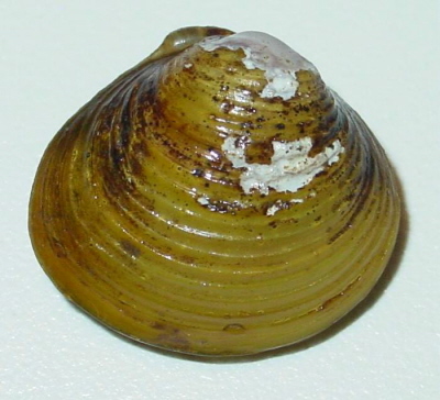 Corbicula fluminea